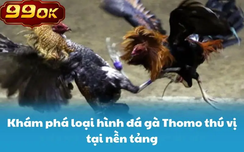 Khám phá loại hình đá gà Thomo thú vị tại nền tảng